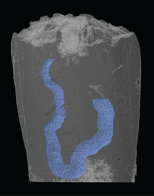 Image of 3-D reconstruction of the fossil with the gut shown in blue