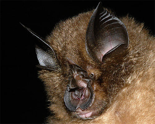 Image of Pearson's Horseshoe Bat (Rhinolophus pearsoni)