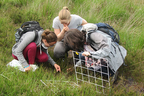 Image of fieldwork in action: identifying a plant before doing a flower count  