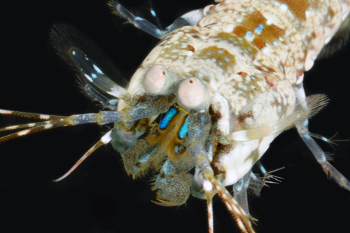 peacock mantis shrimp anatomy