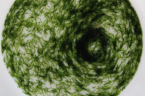 Image of mint sauce worms © Professor Nigel Franks
