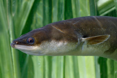 Image of a European eel