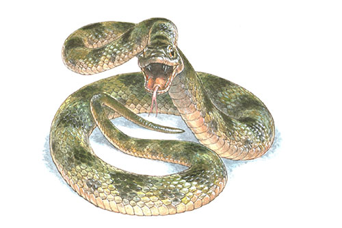 Image of an artist's impression of the snake
