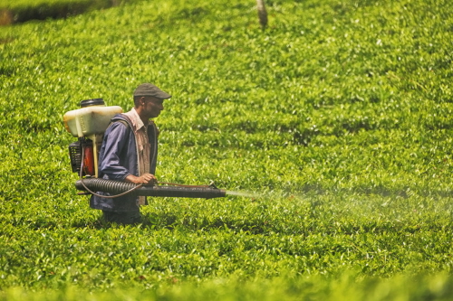 Generic image of a farmer in Sri Lanka spraying crops with pesticide