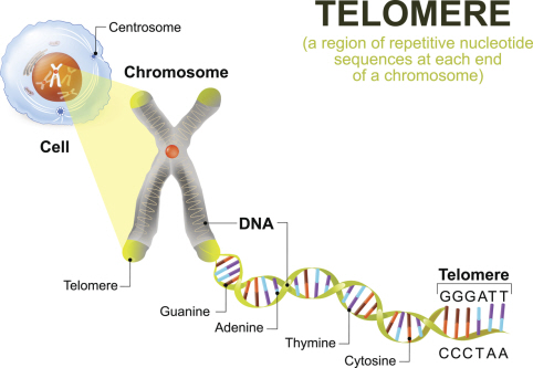 Illustration of a telomere
