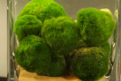 August: algae balls float and sink | News and features | University of  Bristol