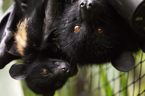 February: Fruit bats | News and features | University of Bristol