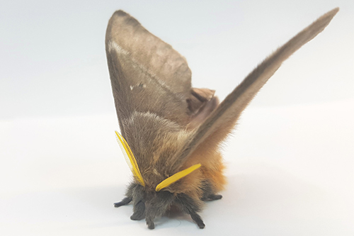 February: Deaf moths | News and features | University of Bristol