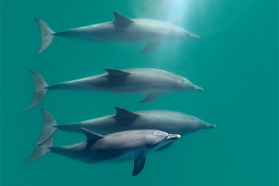 Dolphins form largest alliance network outside humans, study finds –  – University of Bristol – All news