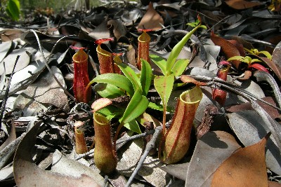 Researchers reveal how an insect-eating plant uses rain energy to power its traps –  – University of Bristol – All news