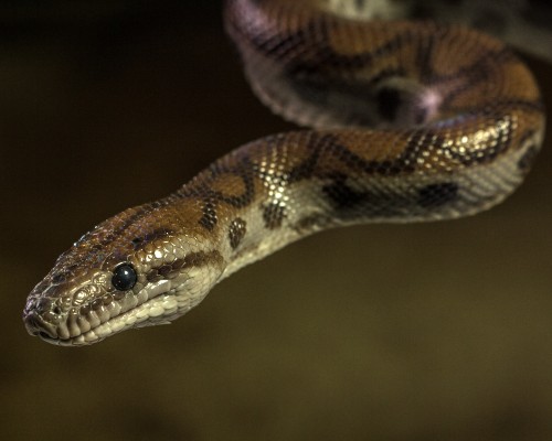 Brown and Black Snake in Close Up Photography (c) deedee Pexels_