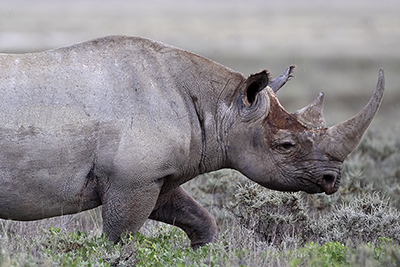 No evidence that dehorning black rhinos negatively impacts the species’ reproduction or survival, study finds –  – University of Bristol – All news