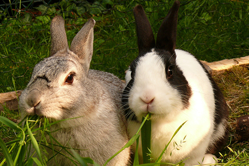 pet rabbits