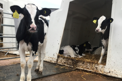 Researchers to investigate using AI to detect disease in dairy cows earlier –  – University of Bristol – All news