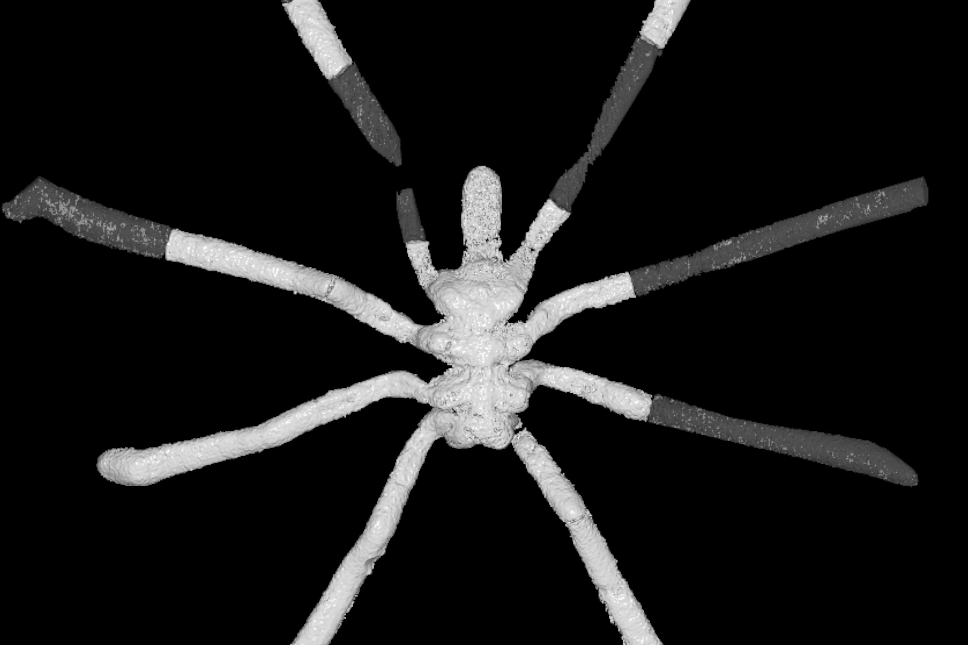 August: Sea spider had started to diversify by Jurassic | News and