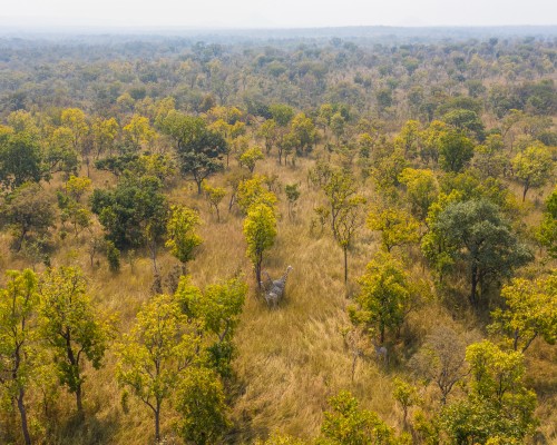 Critically Endangered Kordofan giraffes in Cameroon’s Bénoué National Park 