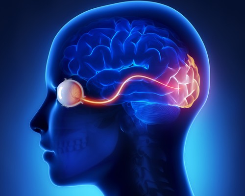 Generic illustration showing the optic nerve in the eye.