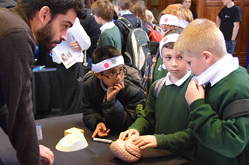 School pupils looking at a model of a brain at a past Bristol Neuroscience Festival