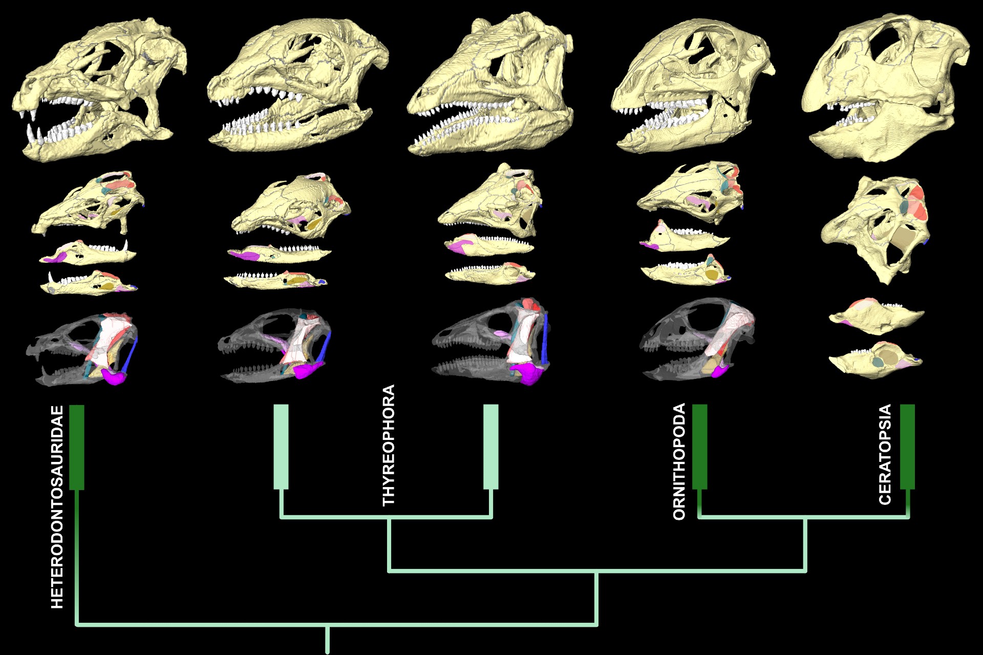 January: veggie dinosaurs | News and features | University of Bristol