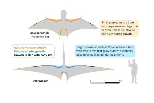 pterosaur wing