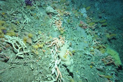 Study of deep-sea corals reveals ocean currents have not fuelled rise in atmospheric carbon dioxide –  – University of Bristol – All news