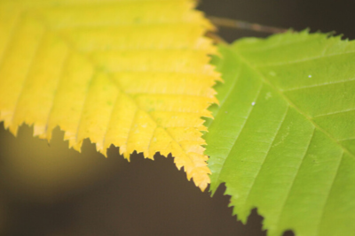 1in5 project on climate and biodiversity embraced by leading schools of psychology   –  – University of Bristol – All news