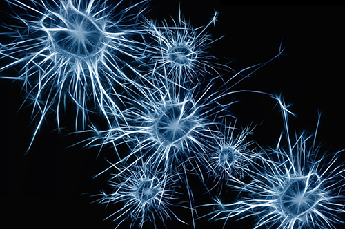 Neurons brain cells