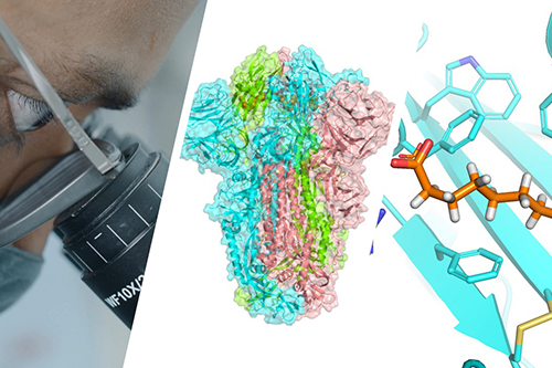 Combined image of a man looking down a microscope and the spike glycoprotein structure of SARS-CoV, the coronavirus causing the 2002 outbreak. When linoleic acid is bound, the structure is locked in a non-infectious form. Linoleic acid molecules are coloured in orange.