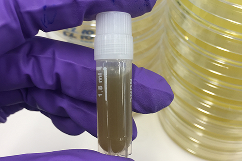 Dog faeces in a test tube from the fluoroquinolone-resistant Escherichia coli study