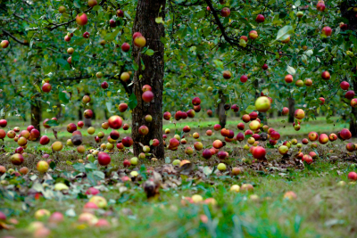 Donate your spare apples and help make a proper Bristol cider –  – University of Bristol – All news