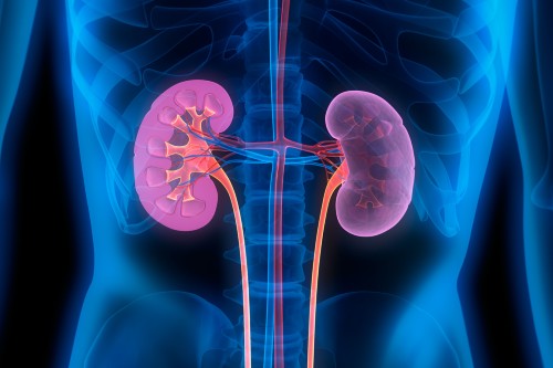 Generic image of the kidney