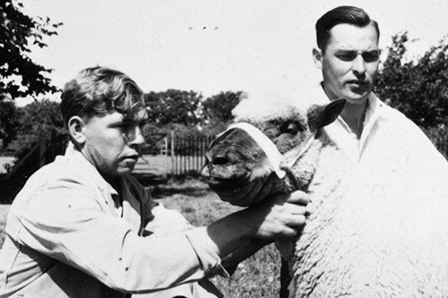 Veterinary students with a ram in the 1950s