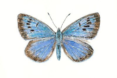 Regenerated Large Blue butterfly takes flight on film screenings open to all –  – University of Bristol – All news