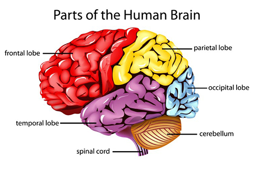 An infographic showing parts of the human brain