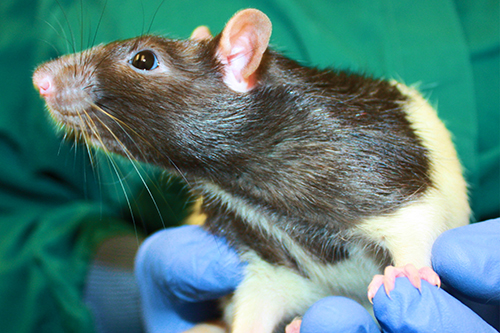 A researcher holding a rat