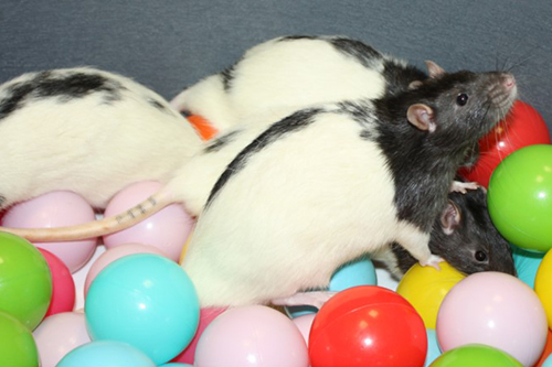 Rats in a balls playpen