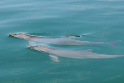 Two can play that game: juvenile dolphins who play together are more successful as adults –  – University of Bristol – All news