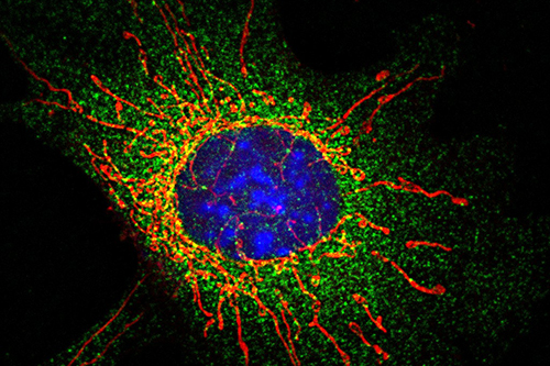 Mitochondria in a fibroblast cell