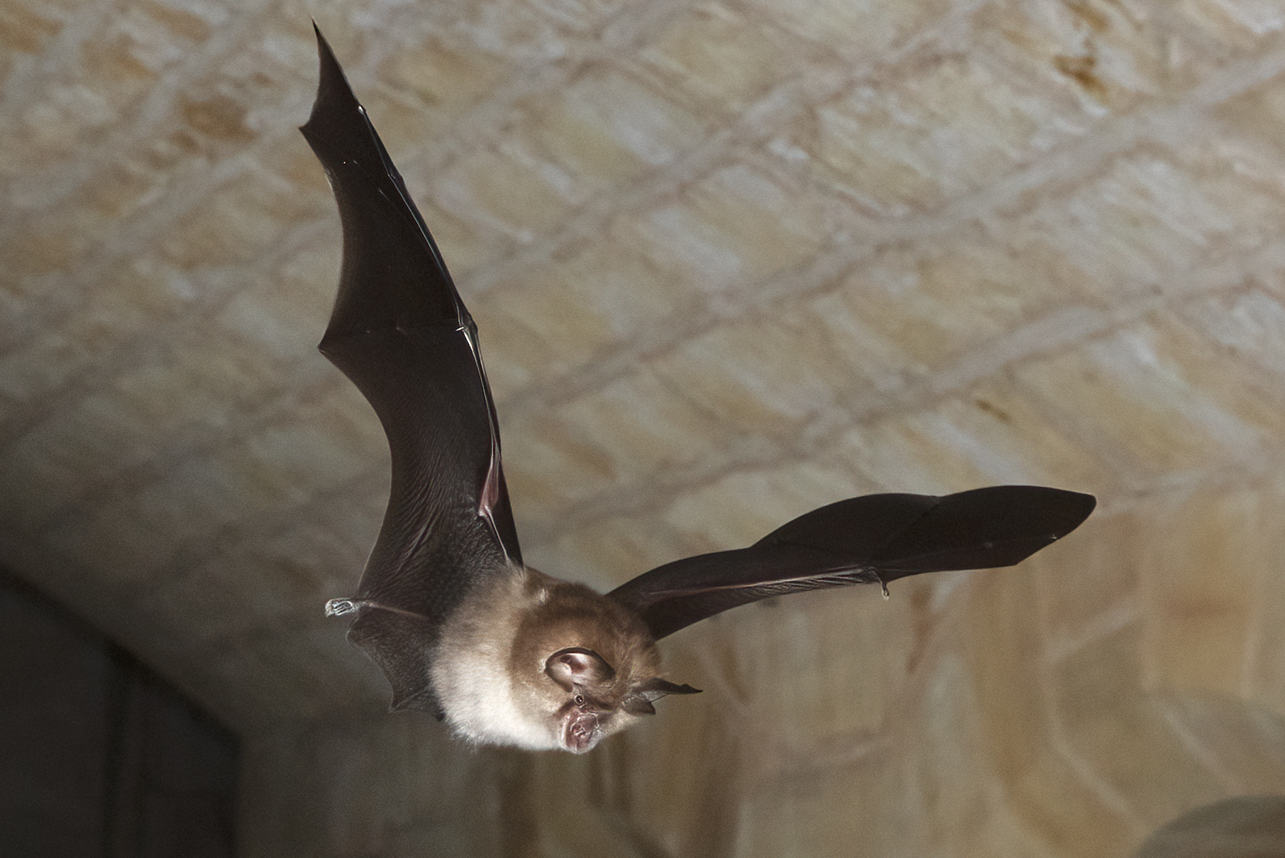 A Greater horseshoe bat, the largest of the horseshoe bats in Europe