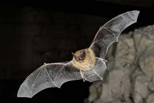 Common Pipistrelle Image credit: Daniel Whitby