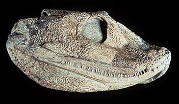 Skull of the tetrapod Acanthostega, courtesy of the University Museum of Zoology, Cambridge