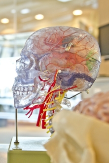 Generic image of a model of a brain