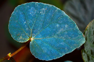 Iridescent Begonia