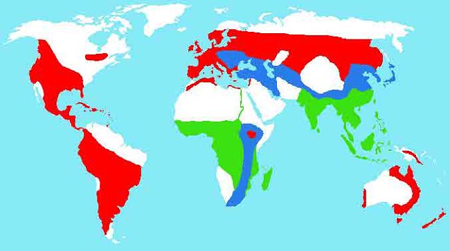 Global distribution of Fasciola hepatica (red) and Fasciola gigantica (green) or where both may be present (blue). Source: Díez Baños, (after Torgerson and
Claxton, 1999) in Fasciola and fasciolosis: an old problem with new solutions driven by the multidisciplinary relationship of parasitology with other sciences, 2011.