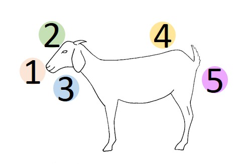 Five point check for goat health