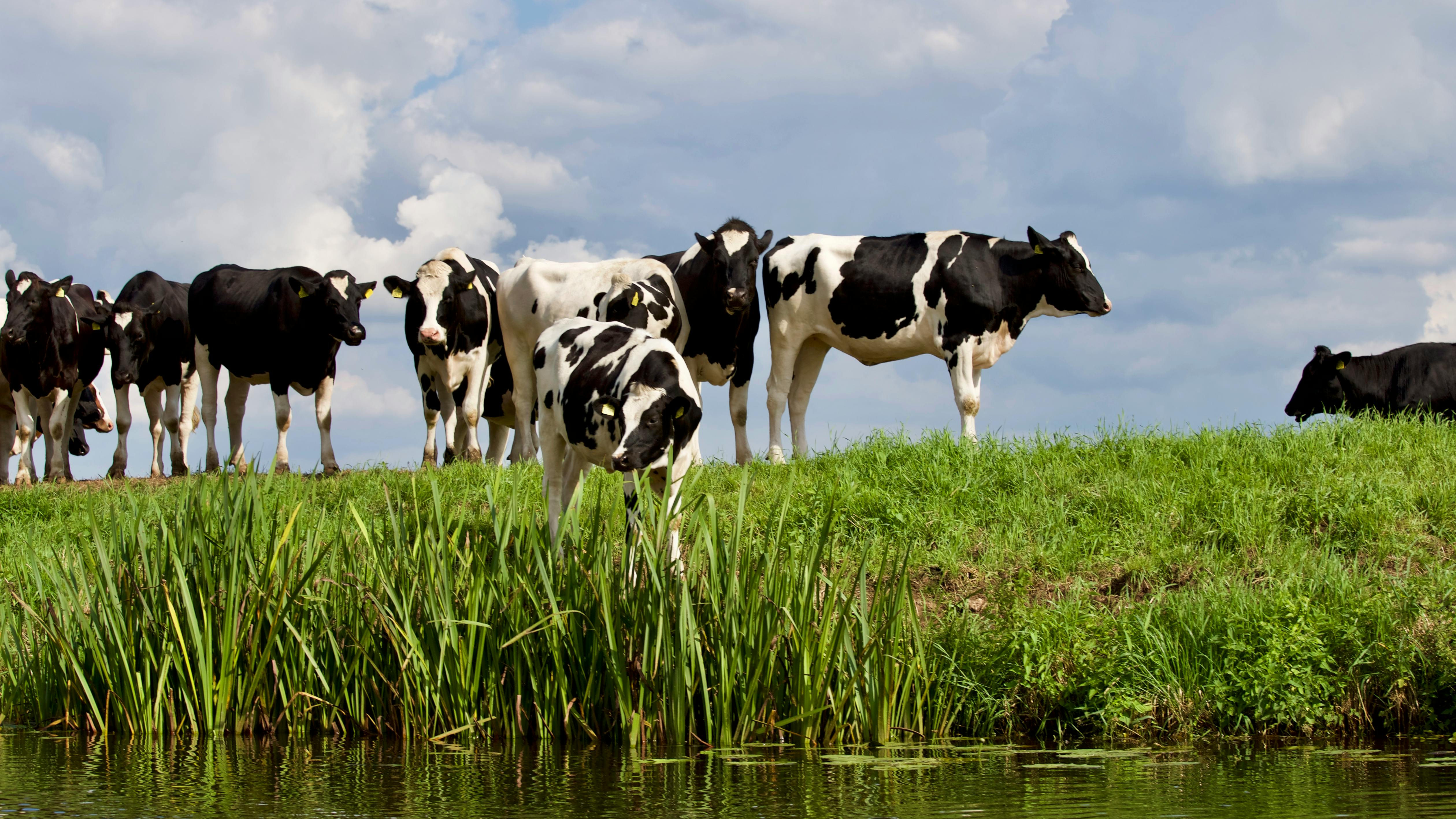 Cows in a field