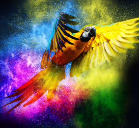 colour  image of a parrot