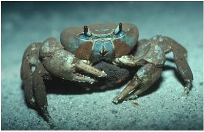 Crab image