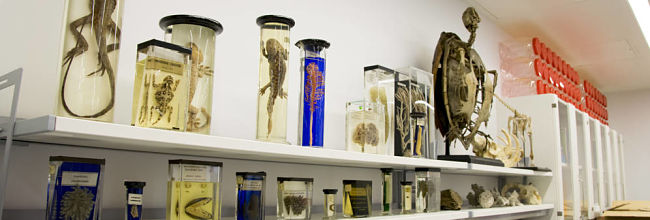image of a life sciences lab with animal specimens in jars