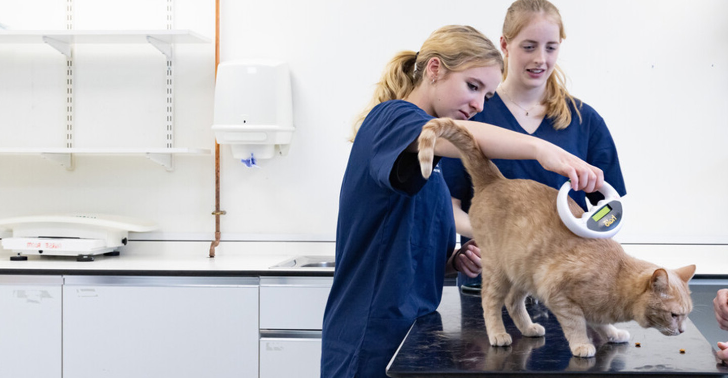 BSc Veterinary Nursing and Companion Animal Behaviour (D313)